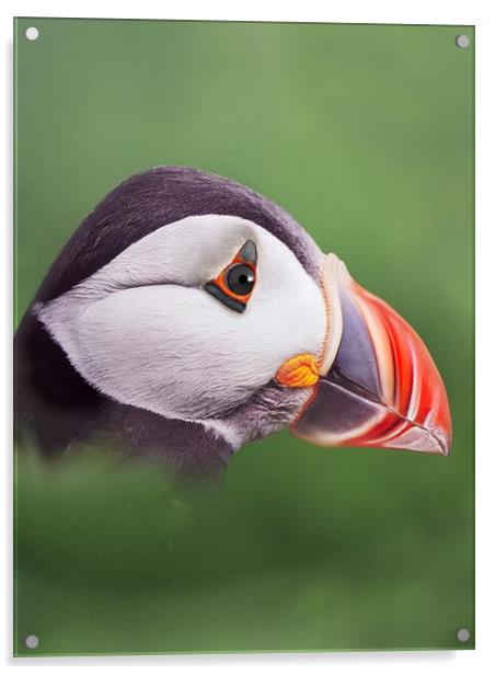 Puffin head. Scotland, sea bird Acrylic by JC studios LRPS ARPS