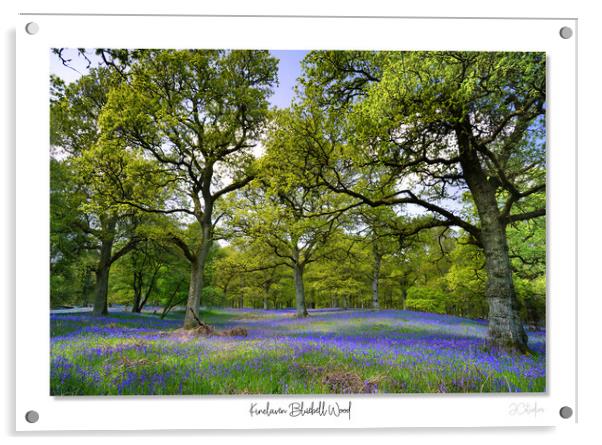 Enchanted Bluebell Woodland Acrylic by JC studios LRPS ARPS