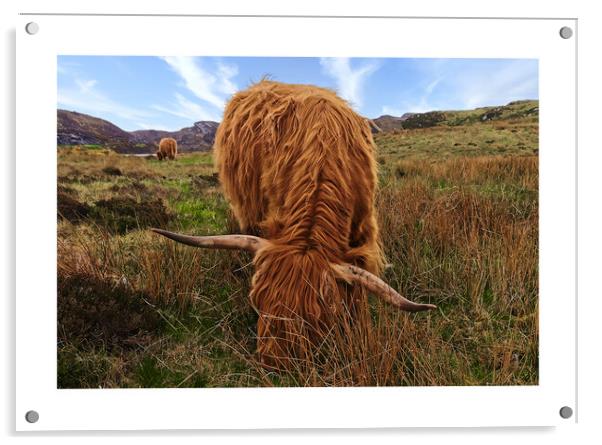 Highland cows Coos Scotland Highlands Acrylic by JC studios LRPS ARPS