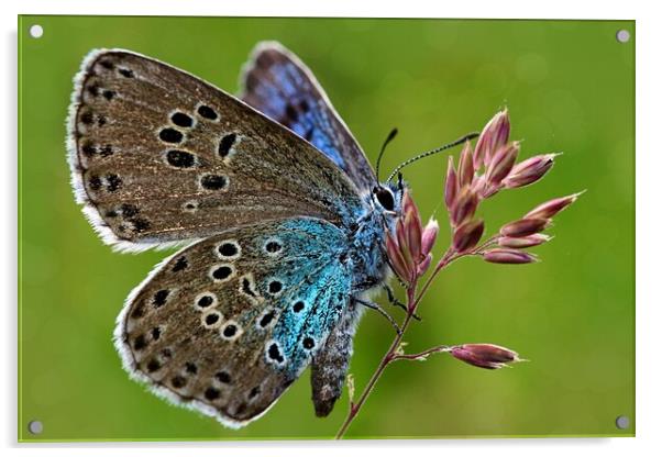 The large blue butterfly  Acrylic by JC studios LRPS ARPS