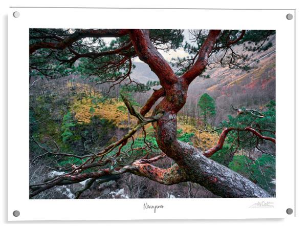 Nevis pines Acrylic by JC studios LRPS ARPS