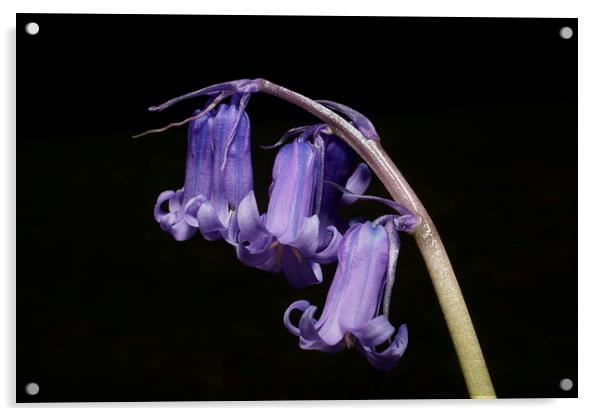 English Bluebell by JCstudios Acrylic by JC studios LRPS ARPS