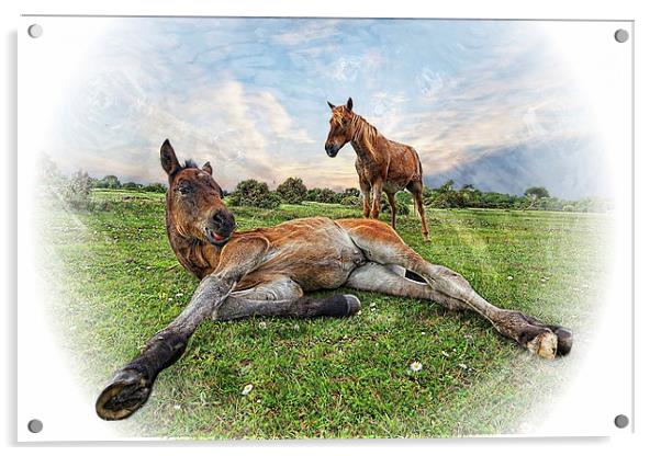 New Forest Mother and Foal by JCstudios Acrylic by JC studios LRPS ARPS