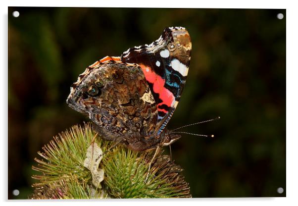  Red Admiral by JCstudios Acrylic by JC studios LRPS ARPS