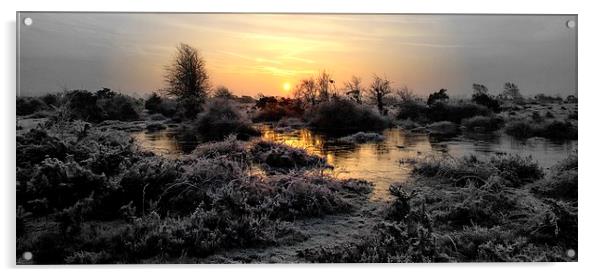  A crisp fresh New Forest in January. Image by JCs Acrylic by JC studios LRPS ARPS
