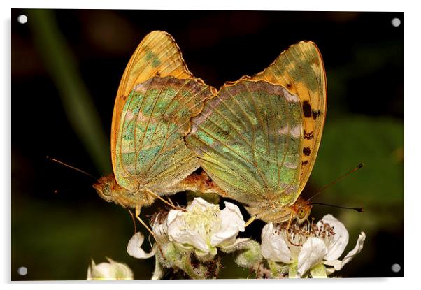  Silver washed Fritillery Acrylic by JC studios LRPS ARPS