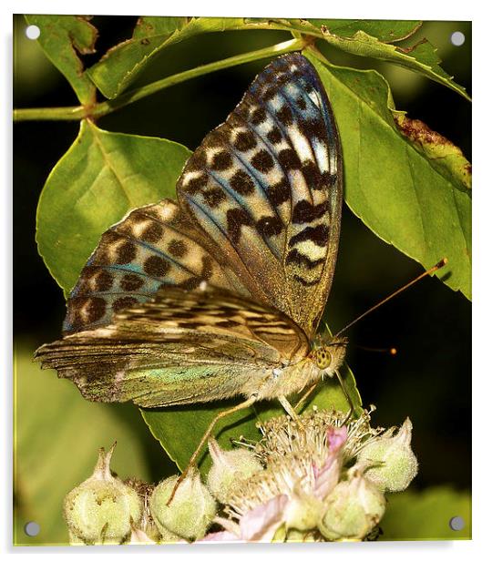  Silver-Washed Fritillary (Valensina) by JCstudios Acrylic by JC studios LRPS ARPS