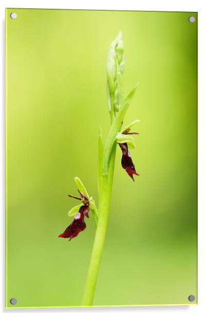 Fly orchid Acrylic by JC studios LRPS ARPS