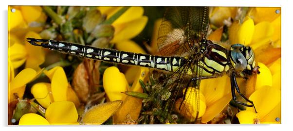Hairy Dragonfly  Acrylic by JC studios LRPS ARPS