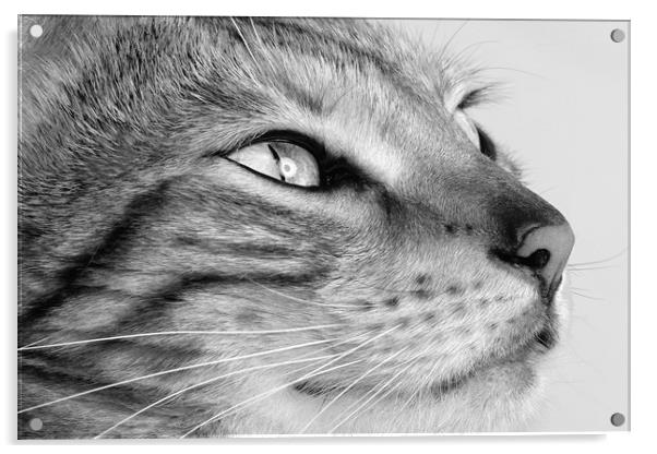 Bengal cat portrait Acrylic by JC studios LRPS ARPS