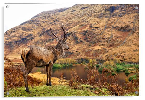 Red Deer Stag on location in Scotland Acrylic by JC studios LRPS ARPS