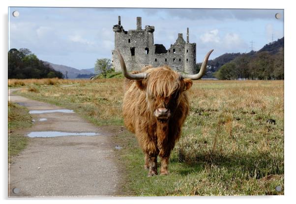 Heilan Coo n Casltle at Loch Awe Acrylic by JC studios LRPS ARPS