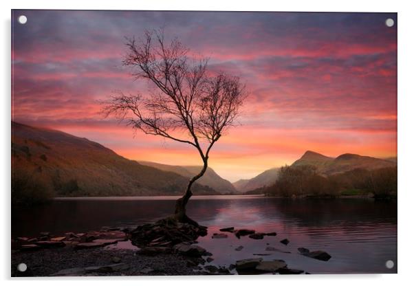 Lone tree at Sunrise Acrylic by JC studios LRPS ARPS
