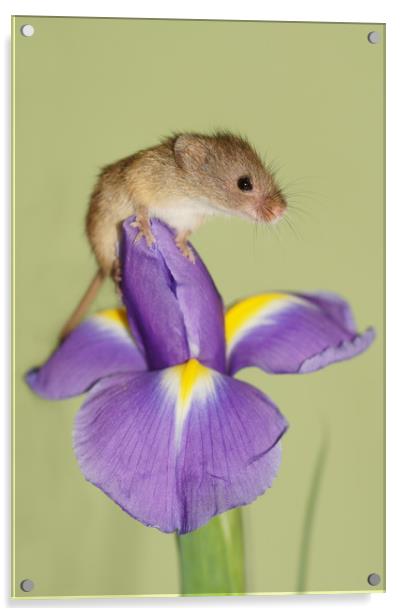 Harvest mouse on Iris. Acrylic by JC studios LRPS ARPS