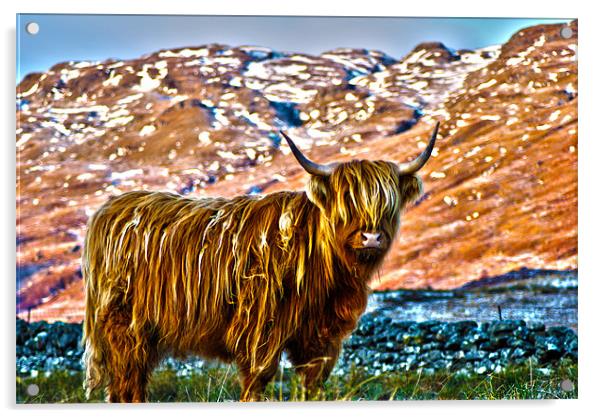 Highland Cow Acrylic by T2 Images