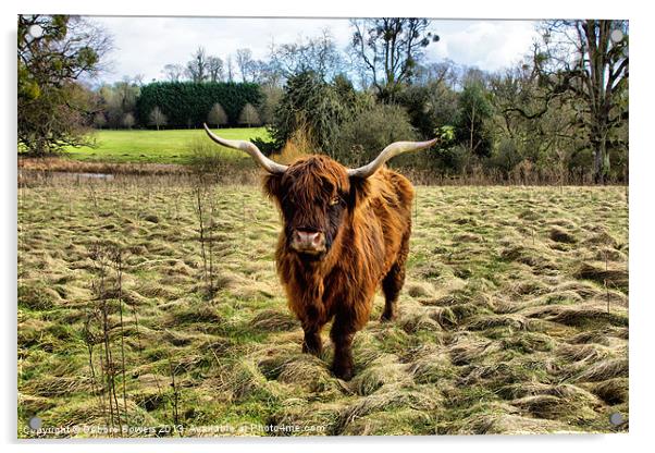 Highland Cow Acrylic by Lady Debra Bowers L.R.P.S