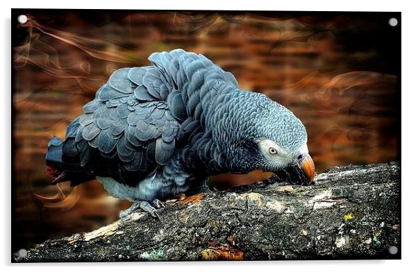 African Grey Parrot Acrylic by Lady Debra Bowers L.R.P.S