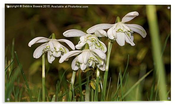  Double headed Snowdrops Acrylic by Lady Debra Bowers L.R.P.S