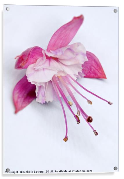 Fuchsia in colour  Acrylic by Lady Debra Bowers L.R.P.S
