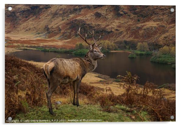 Majestic Highland Stag  Acrylic by Lady Debra Bowers L.R.P.S