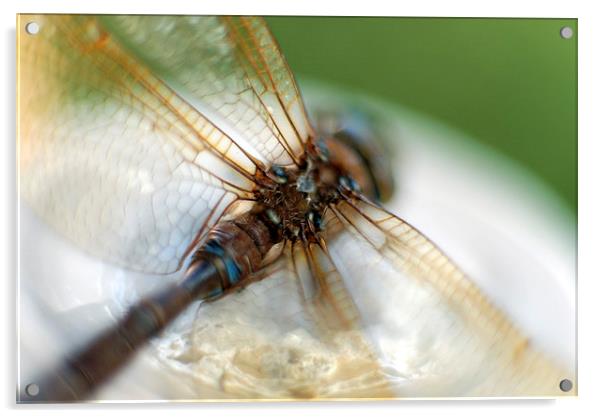  Damselfly macro Acrylic by Augis Skackauskas