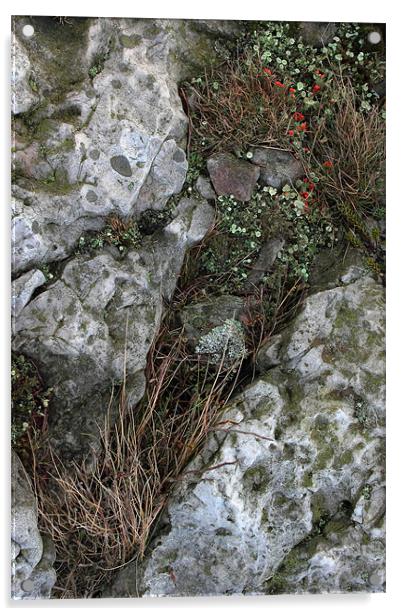 study of Cladonia lichen 1 Acrylic by simon powell