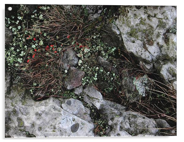 study of Cladonia lichen 1 Acrylic by simon powell