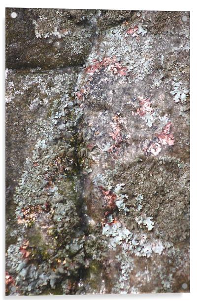 study of frozen Cladonia lichen 2 Acrylic by simon powell