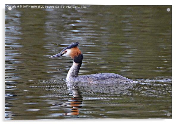 Great Crested Grebe Acrylic by Jeff Hardwick