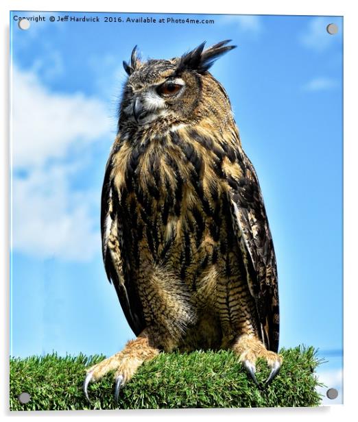 European Eagle Owl Acrylic by Jeff Hardwick