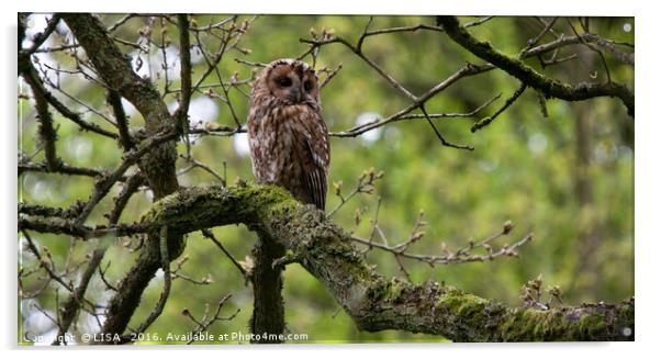 Adult tawny owl keeping watch Acrylic by LISA 