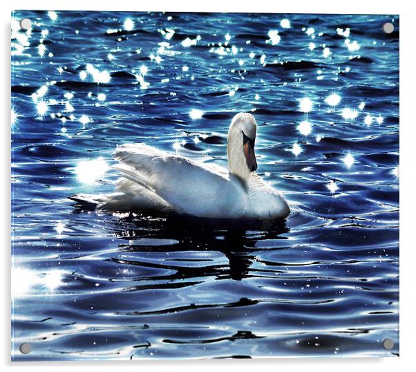 Swan Acrylic by Matthew Laming