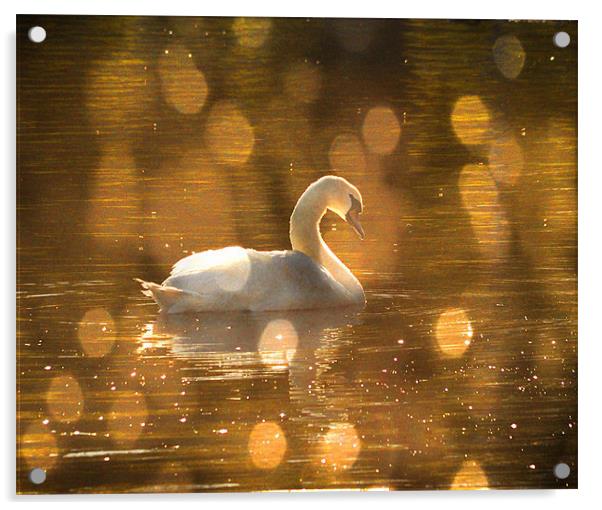 Swan on golden pond Acrylic by Matthew Laming