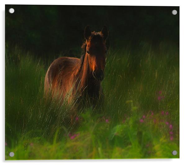 Wild horse Acrylic by Matthew Laming