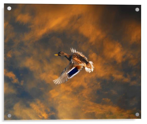 Duck in flight Acrylic by Matthew Laming