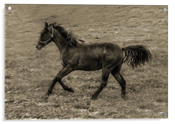 Connamara Pony Acrylic by Matthew Laming