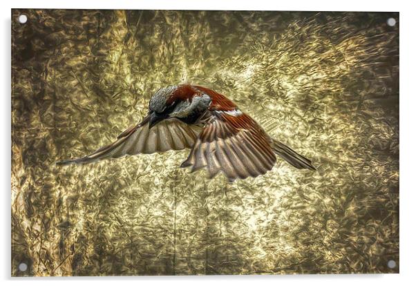 Sparrow in flight Acrylic by Matthew Laming