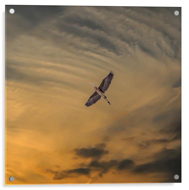 Heron southbound Acrylic by Matthew Laming