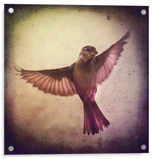 Sparrow à lancienne fenêtre Acrylic by Matthew Laming