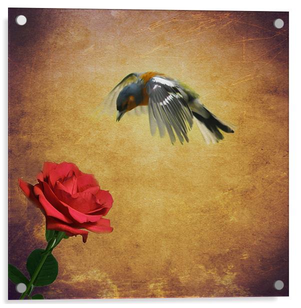 Chaffinch and the Rose Acrylic by Matthew Laming