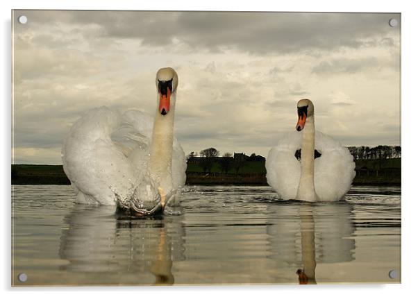 Swan Lake Acrylic by Bob Legg