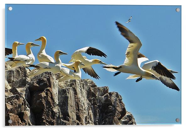 Gannets on Bass Rock Acrylic by Bob Legg