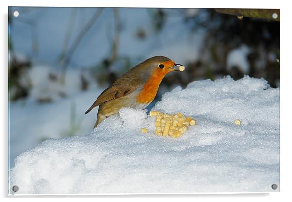 Robins winter breakfast Acrylic by Bob Legg