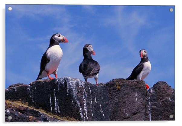 Puffins on the May Acrylic by Bob Legg