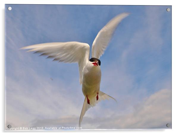 Artic Tern in flight Acrylic by Bob Legg