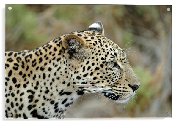 Leopard Acrylic by Brian Dingle