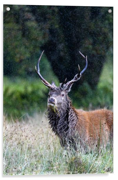 A deer standing in tall grass Acrylic by Neil Coleran