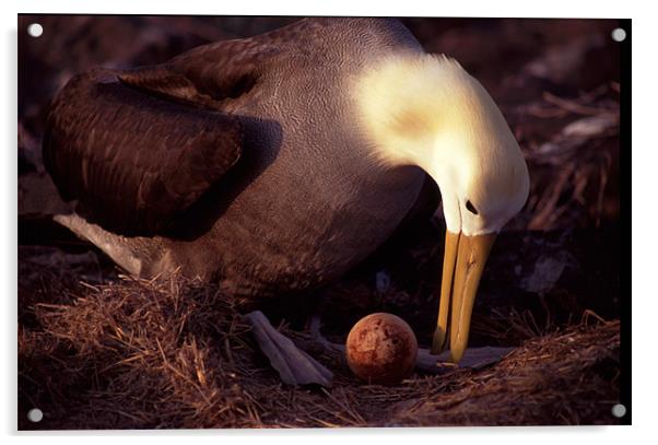 Waved Albatross nest, Galapagos Islands Acrylic by Celia Mannings