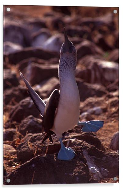 Galapagos Blue Footed Booby Dancing Acrylic by Celia Mannings