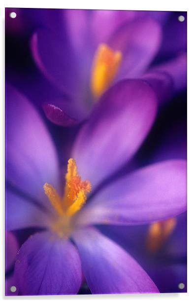 Purple crocus flower orange stamens Acrylic by Celia Mannings
